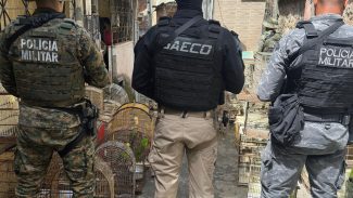 Operação prende na Bahia um dos maiores traficantes de animais do país Operação prende na Bahia um dos maiores traficantes de animais do país