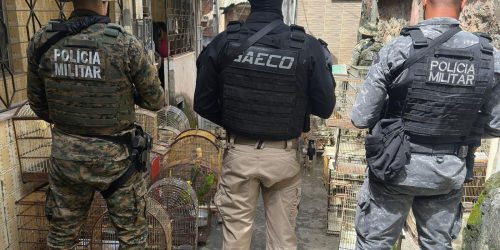 Imagem referente a Operação prende na Bahia um dos maiores traficantes de animais do país