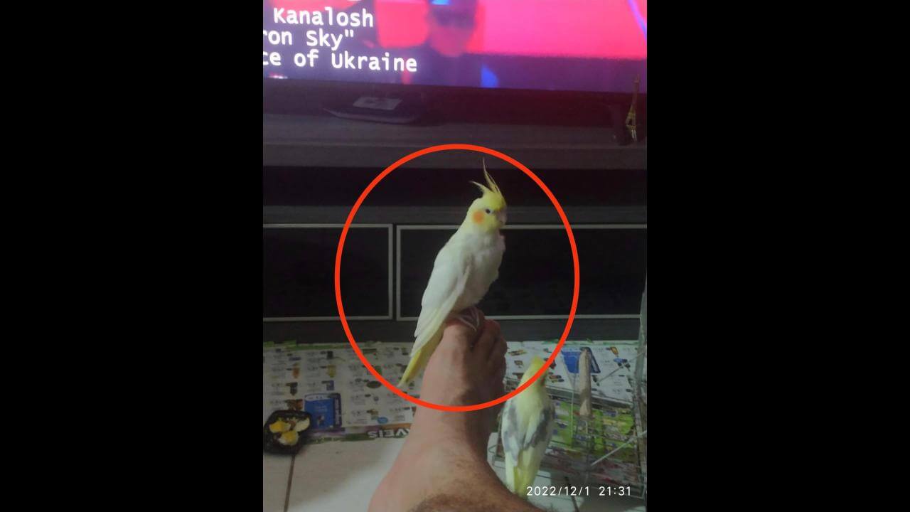 Calopsita Didu, que está machucada, desapareceu no bairro Santa Felicidade