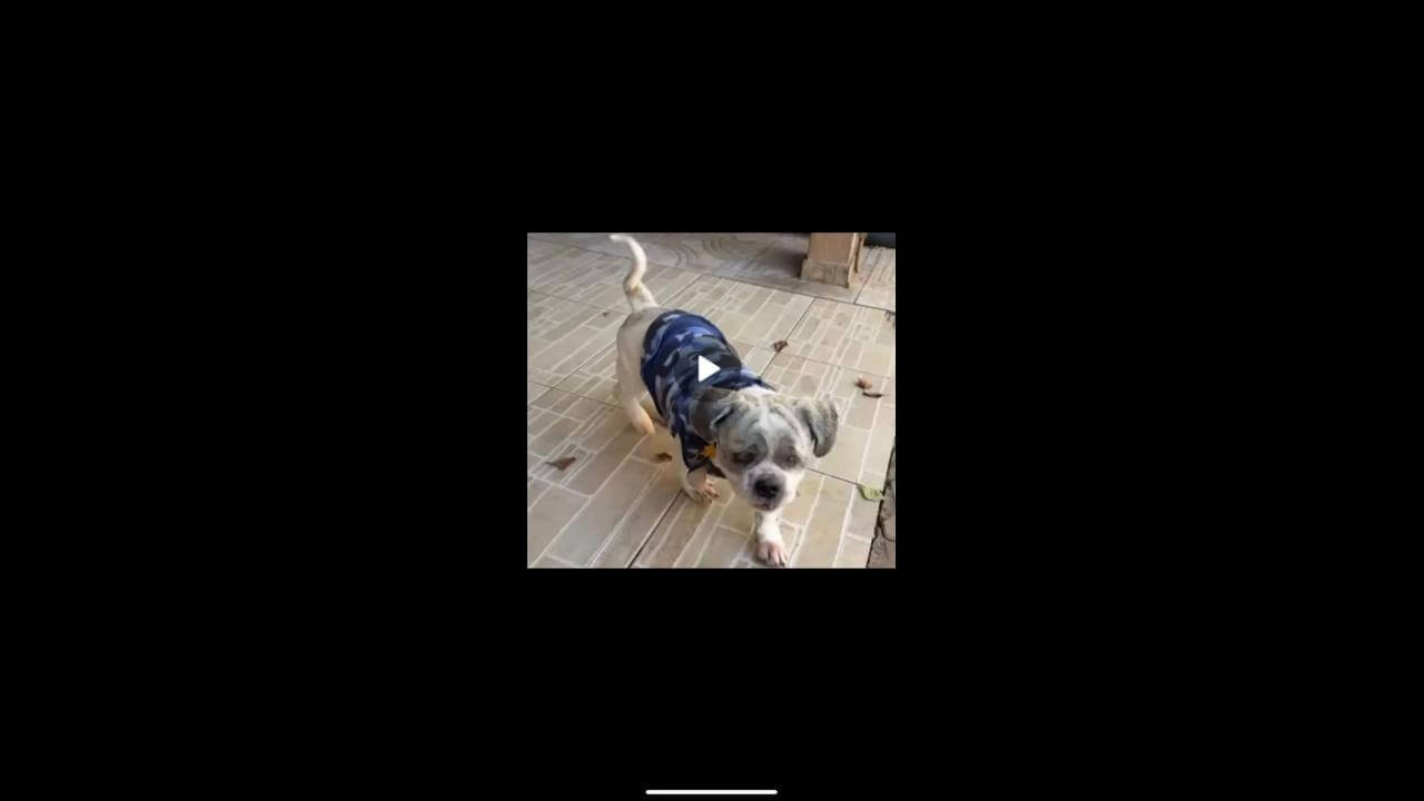 Cachorro Bebe desapareceu no bairro Cancelli