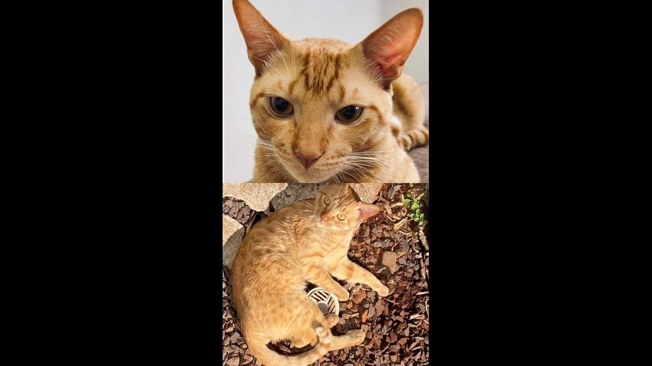 Gato Sheldon desapareceu no bairro Angra dos Reis
