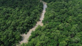 BNDES lança edital voltado para recuperação da floresta amazônia