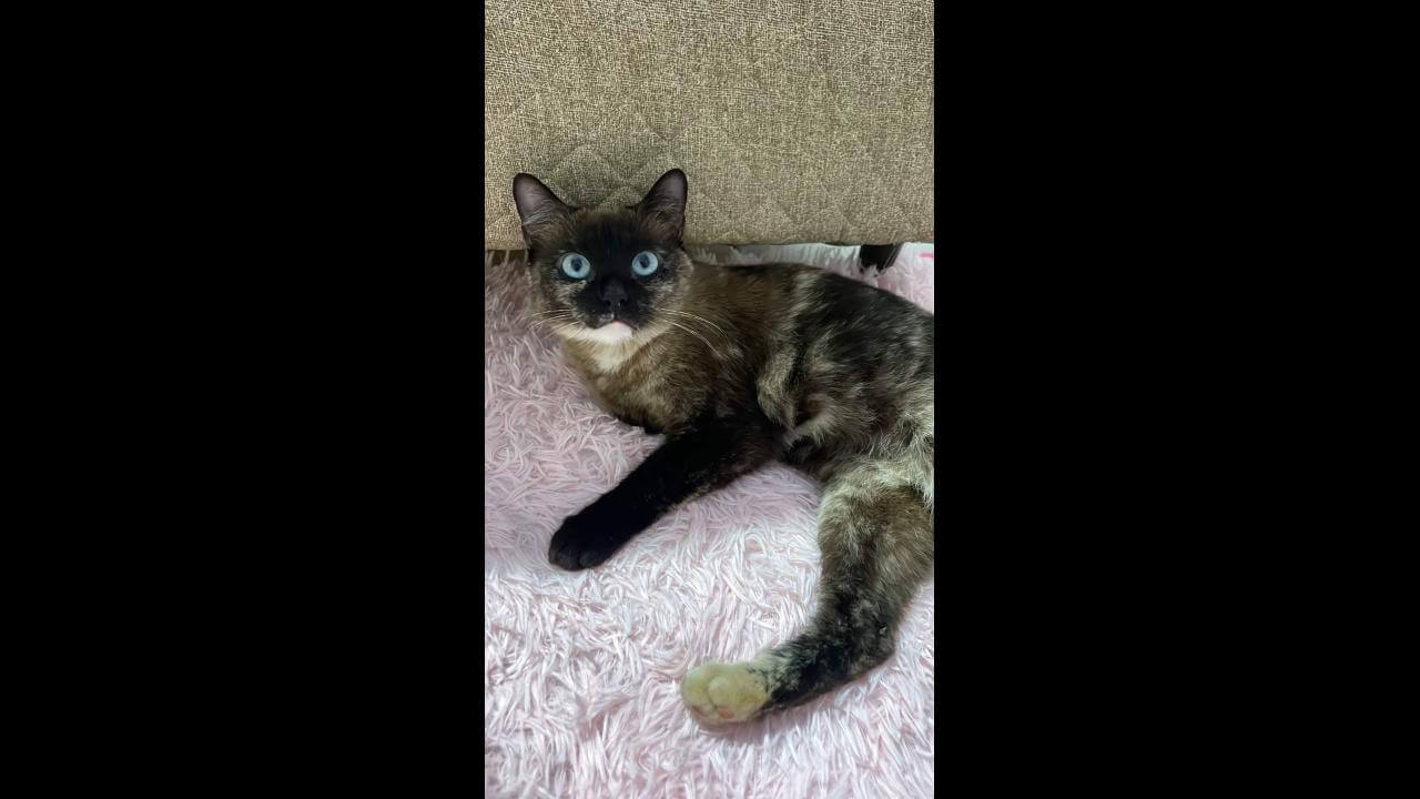 Gata Bebel desapareceu no bairro Brasmadeira