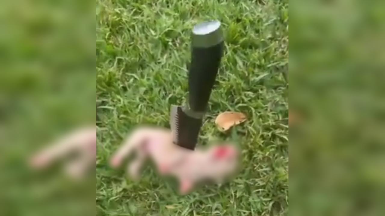 Crueldade: Homem é preso após esfaquear filhote de Pitbull para ameaçar esposa