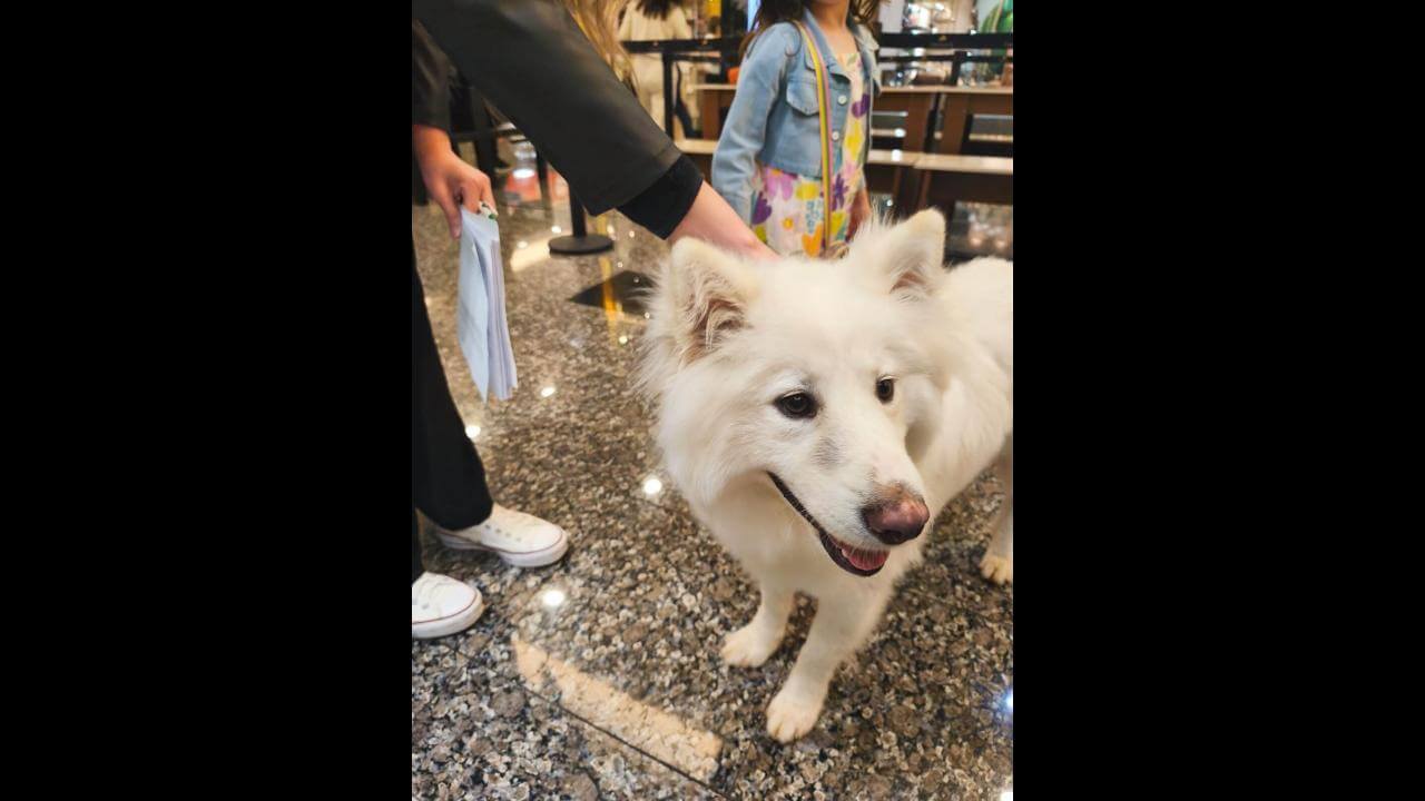 Cachorro é encontrado no bairro Centro