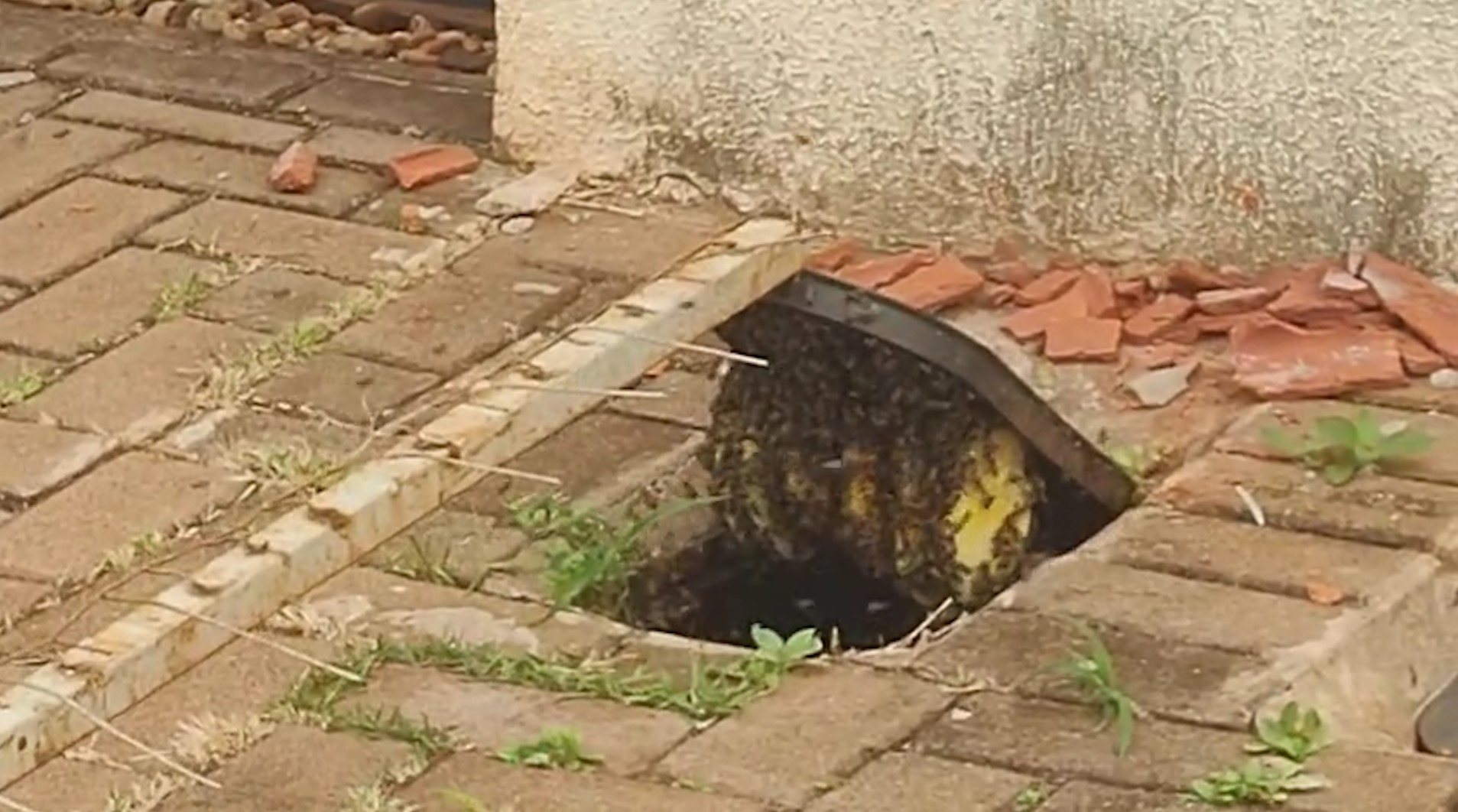Abelhas fazem “moradia” em medidor de água no Florais do Paraná e preocupam moradores