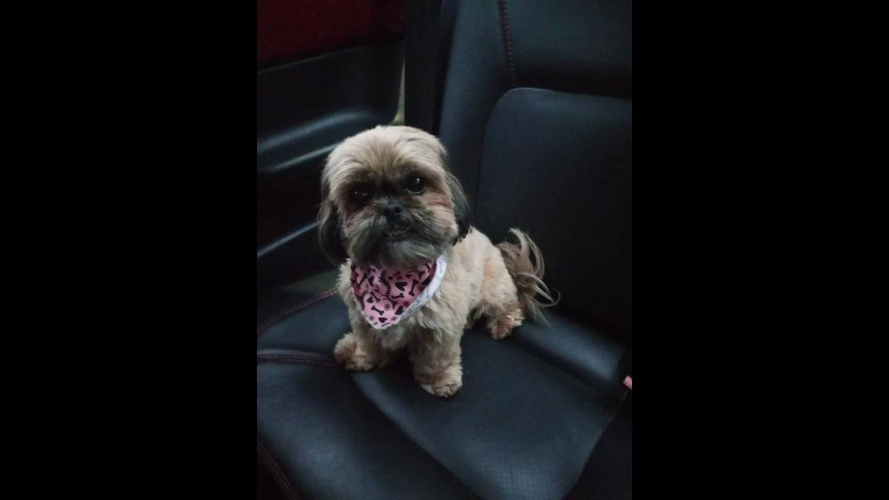 Cachorra é encontrada no bairro Alto Alegre