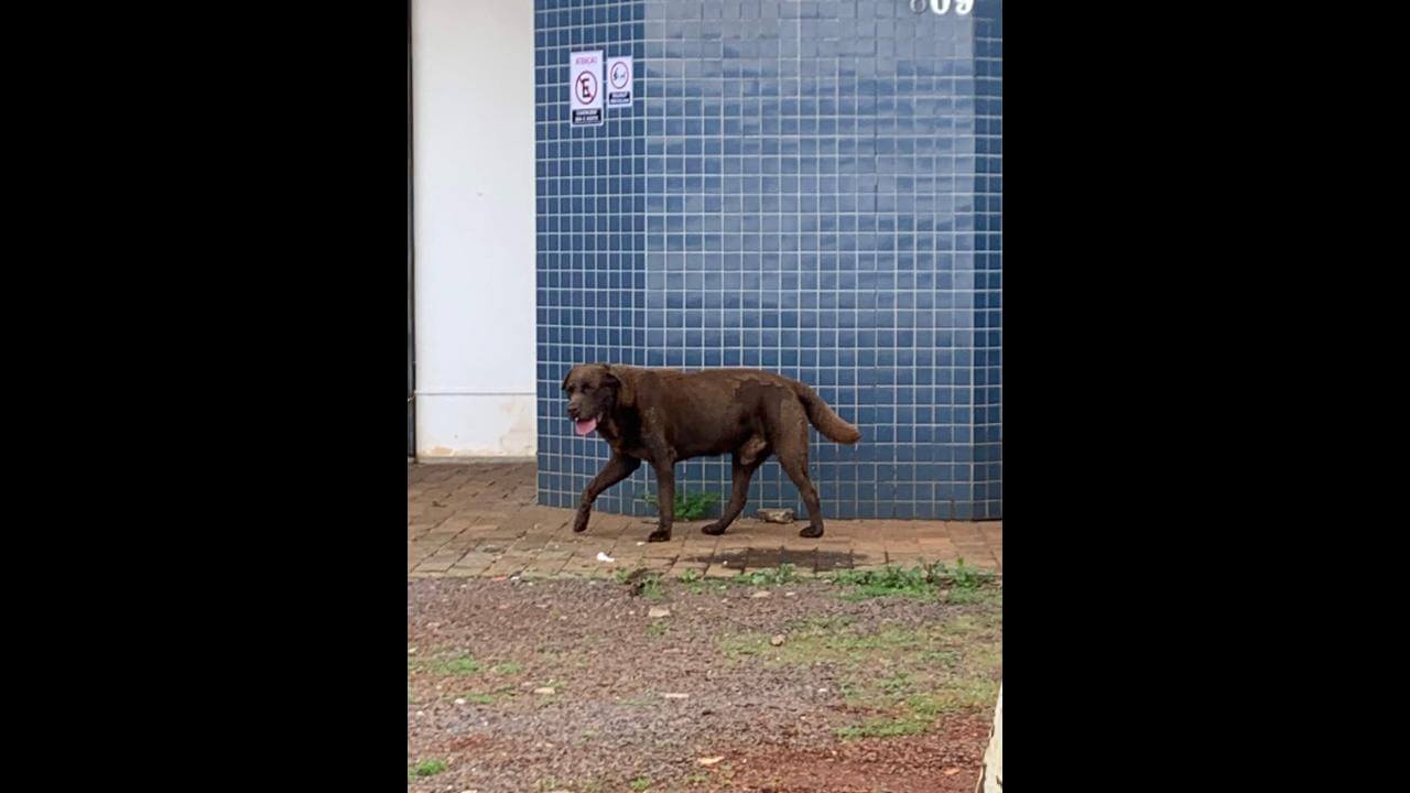 Cachorro é encontrado no bairro Neva