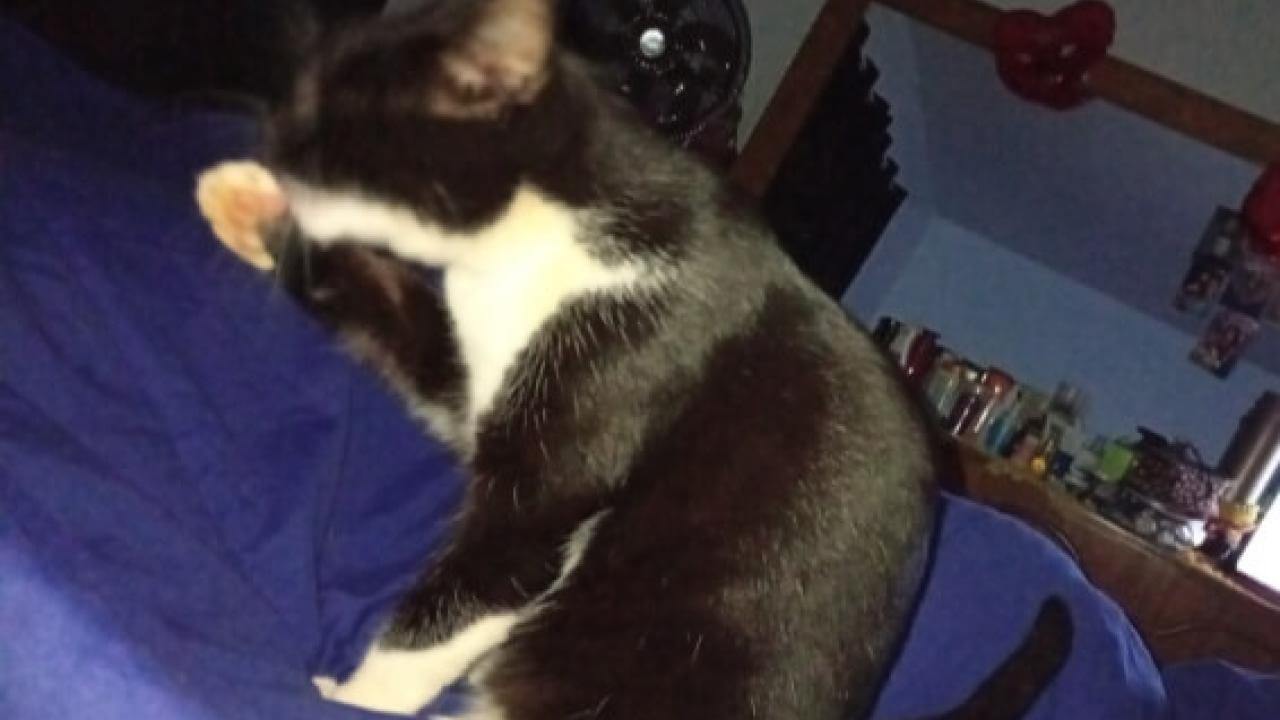 Gata Mãozinha desapareceu no bairro Fag