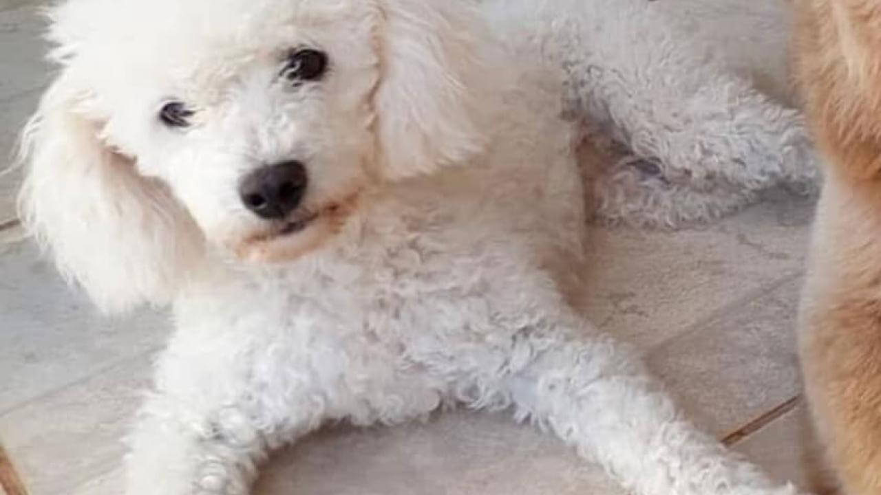Cachorra Dolly desapareceu no bairro Santo Onofre