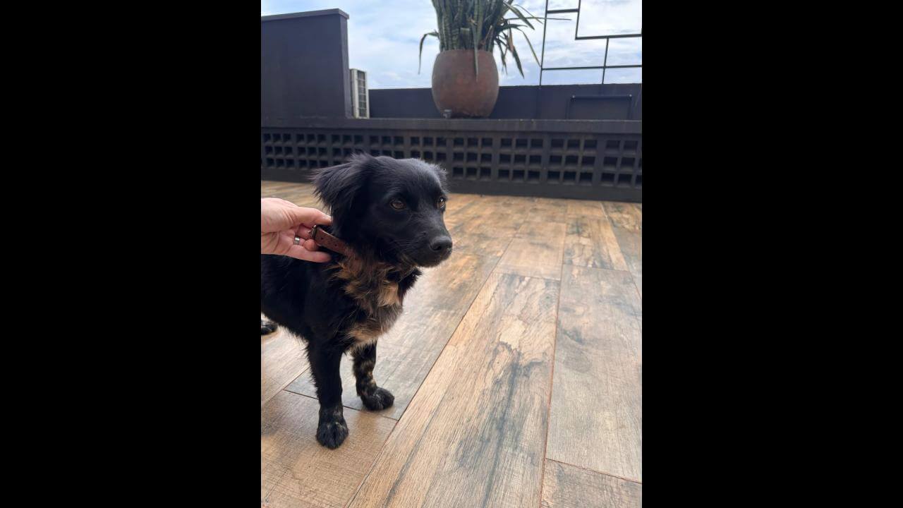 Cachorra é encontrada no bairro Centro