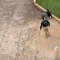 Imagem referente a Vídeo mostra homem sendo agredido após supostamente urinar em muro de condomínio em Cascavel