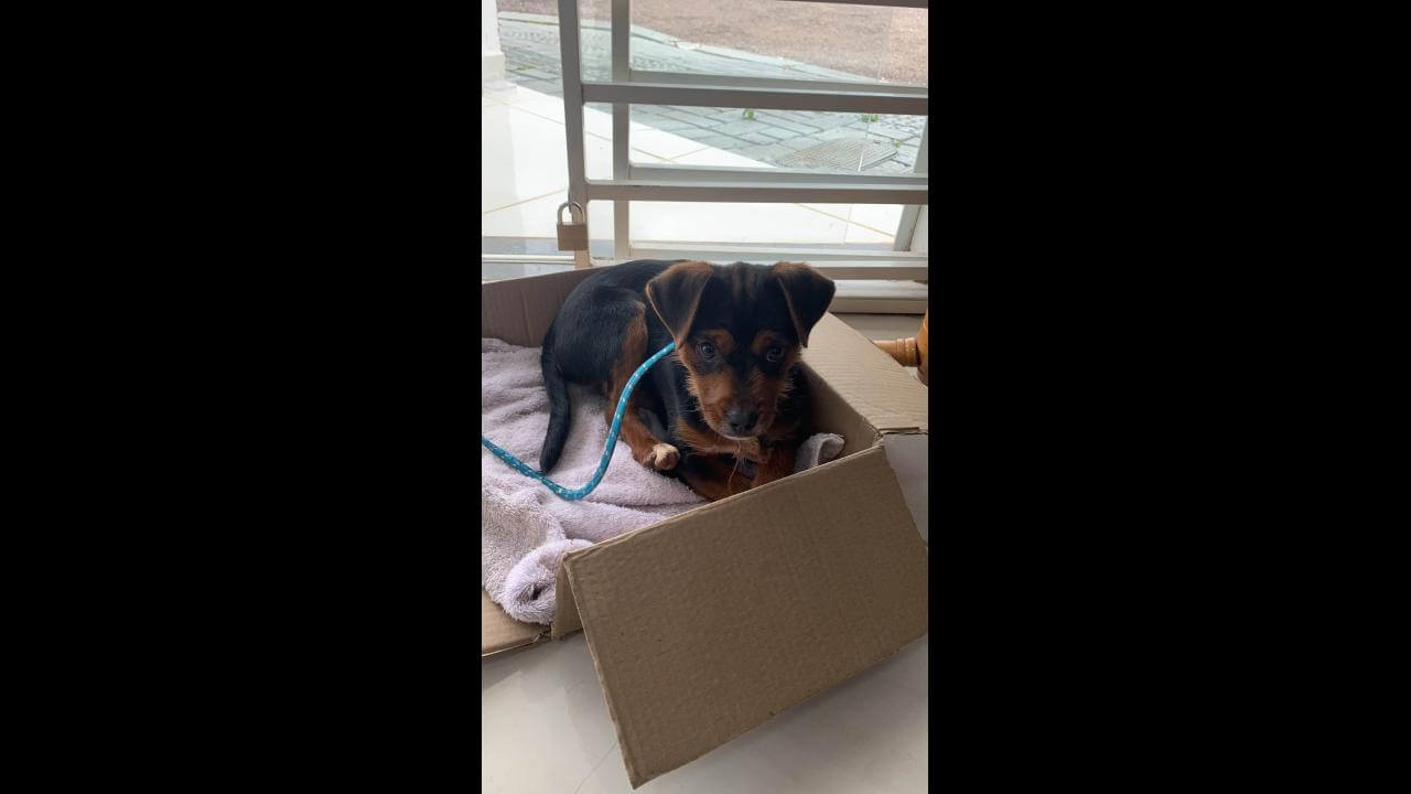 Cachorra é encontrada no bairro Parque Verde