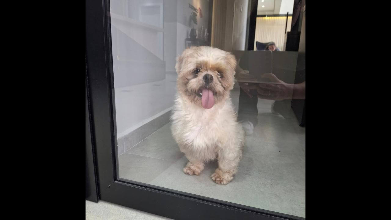 Cachorro é encontrado no bairro Recanto Tropical Cachorro é encontrado no bairro Recanto Tropical