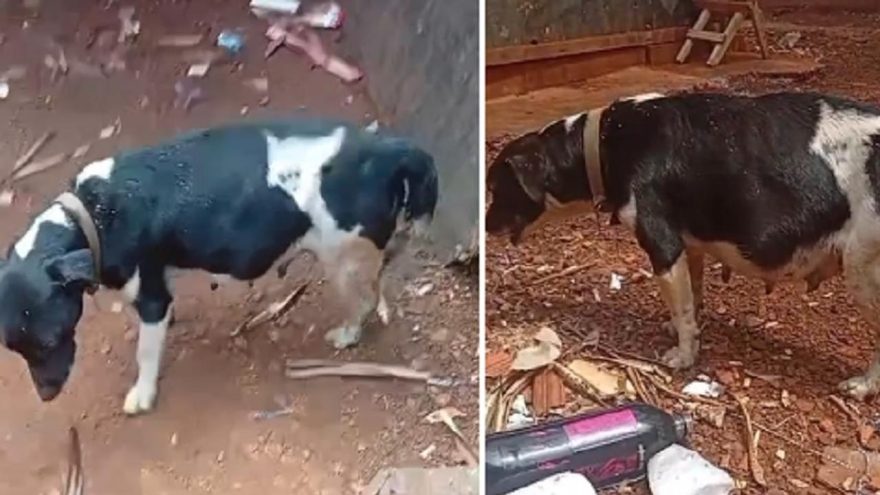 Debilitada e sangrando, cachorrinha não consegue dar à luz e internauta pede socorro