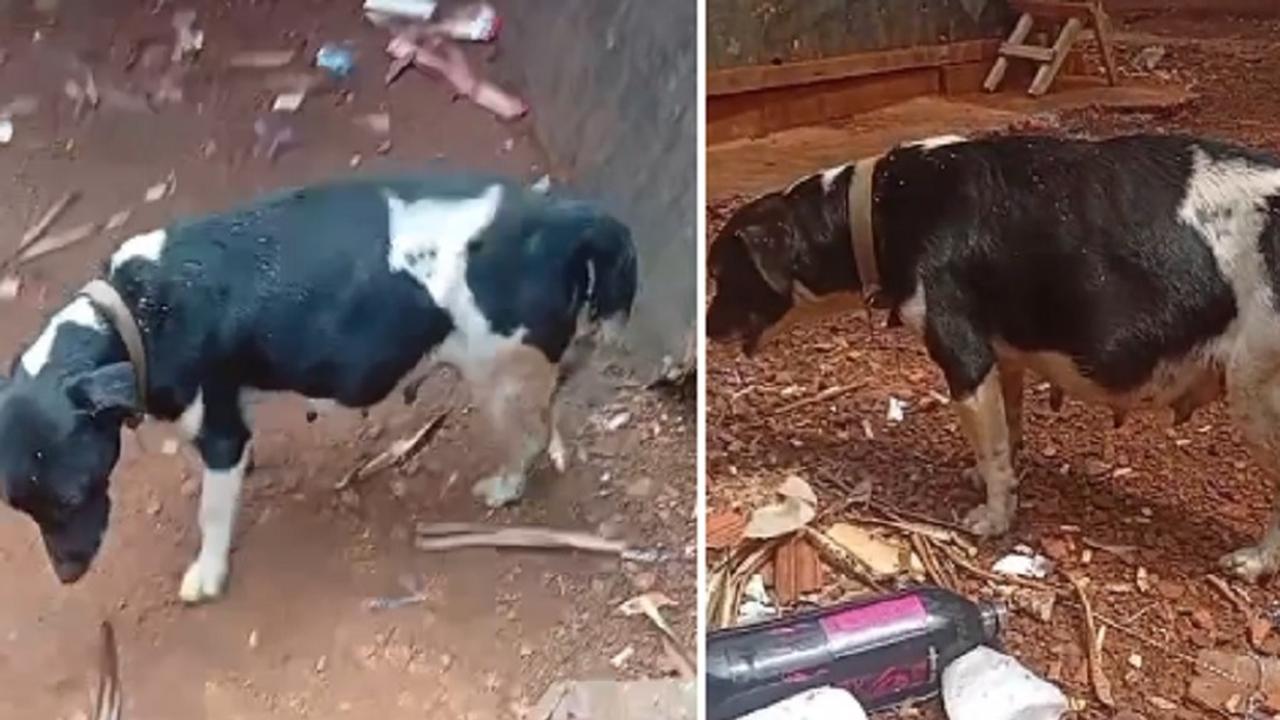 Debilitada e sangrando, cachorrinha não consegue dar à luz e internauta pede socorro Debilitada e sangrando, cachorrinha não consegue dar à luz e internauta pede socorro