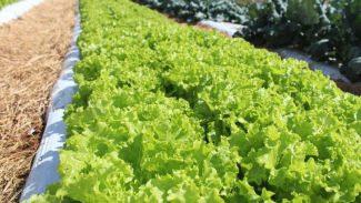 Crise climática ameaça cultivo de alface em campo aberto, diz Embrapa Crise climática ameaça cultivo de alface em campo aberto, diz Embrapa