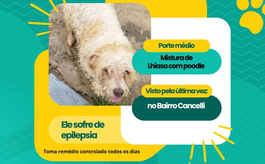 Cachorrinho 'Chumaço' desapareceu no Cancelli e donos pedem ajuda Cachorrinho 'Chumaço' desapareceu no Cancelli e donos pedem ajuda