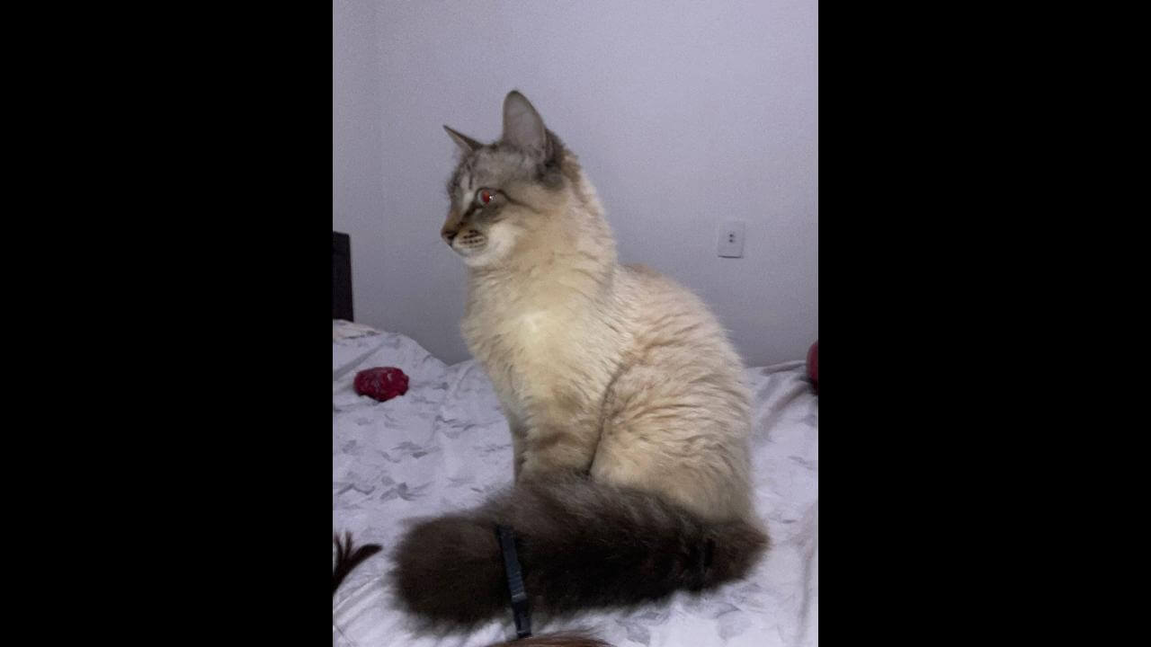Gato Romeu desapareceu no bairro São Cristóvão
