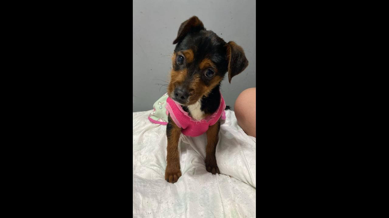 Cachorra é encontrada no bairro Parque Verde