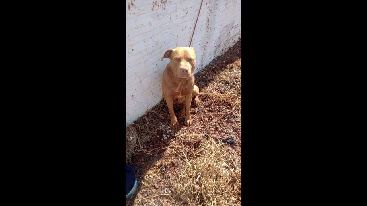 Cachorro é encontrado no bairro Santa Felicidade