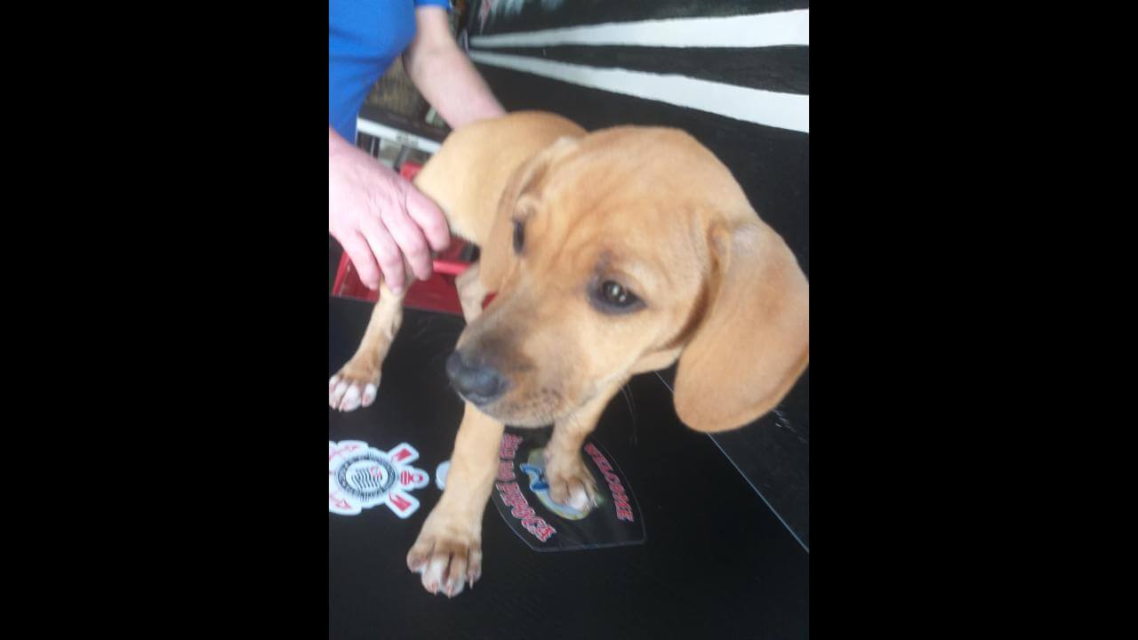 Cachorra é encontrada no bairro Centro