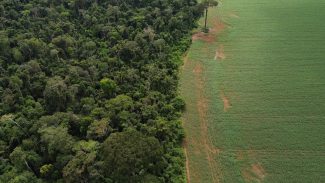 Estados e DF devem padronizar Autorização de Supressão de Vegetação