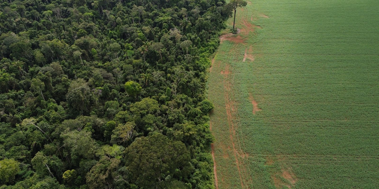 Estados e DF devem padronizar Autorização de Supressão de Vegetação Estados e DF devem padronizar Autorização de Supressão de Vegetação