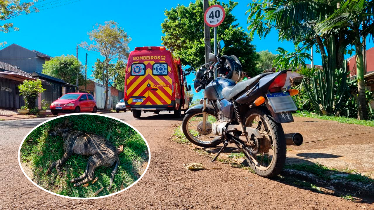 Cachorro morre e motociclista fica ferido em acidente no Sanga Funda, em Cascavel Cachorro morre e motociclista fica ferido em acidente no Sanga Funda, em Cascavel