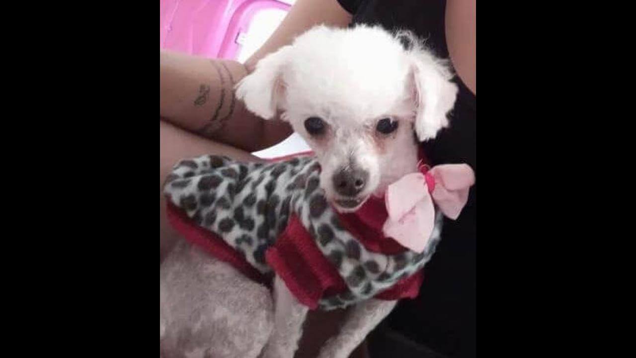 Cachorra Pitininha desapareceu no bairro Floresta