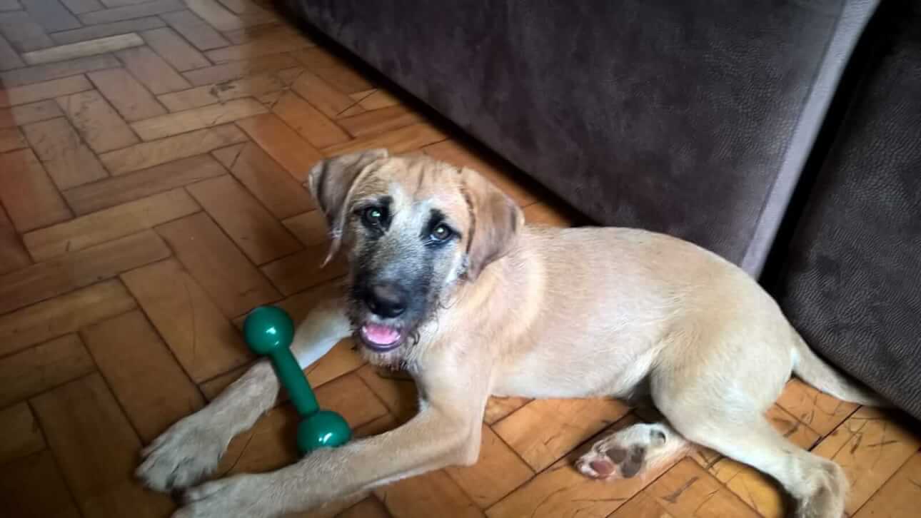 Cachorro Aruque desapareceu no bairro Santa Cruz
