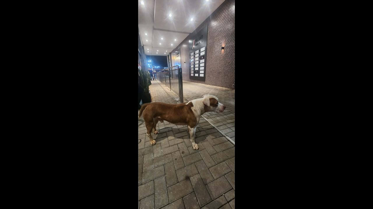 Cachorro é encontrado no bairro Brasília