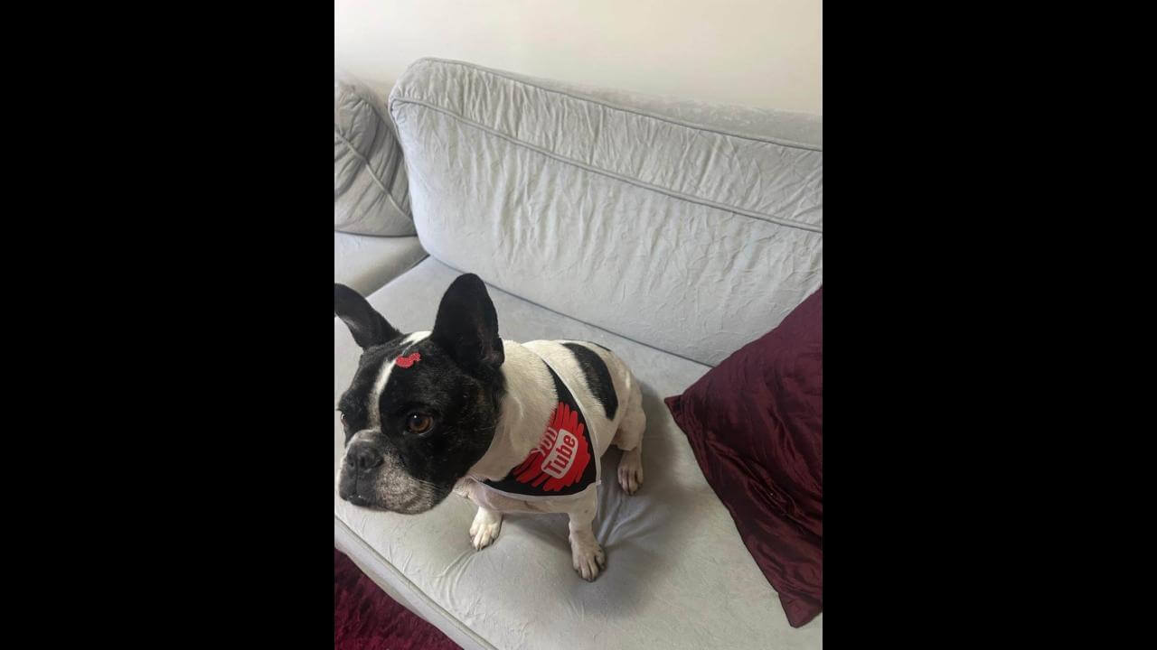 Cachorro Spock desapareceu no bairro Parque Verde