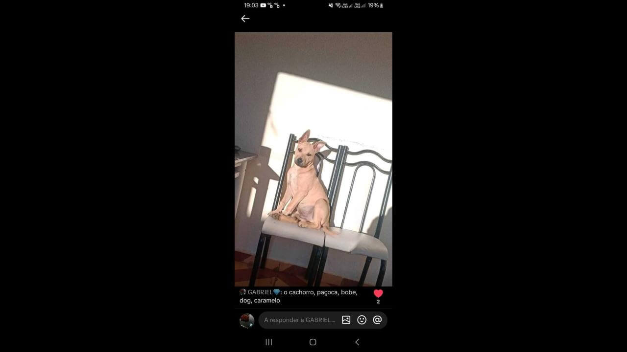 Cachorro Bobi paçoca desapareceu no bairro São Cristóvão
