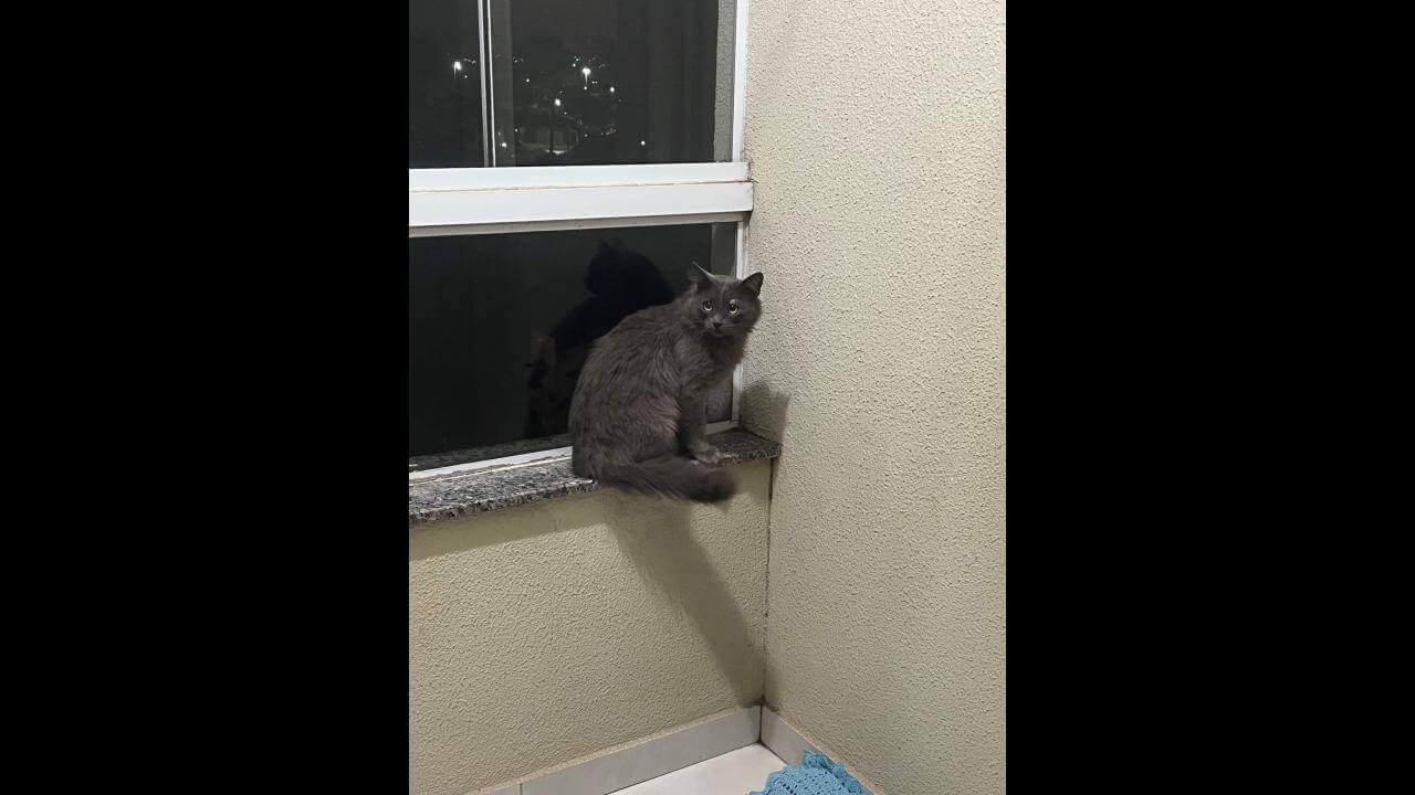 Gato é encontrado no bairro Canadá