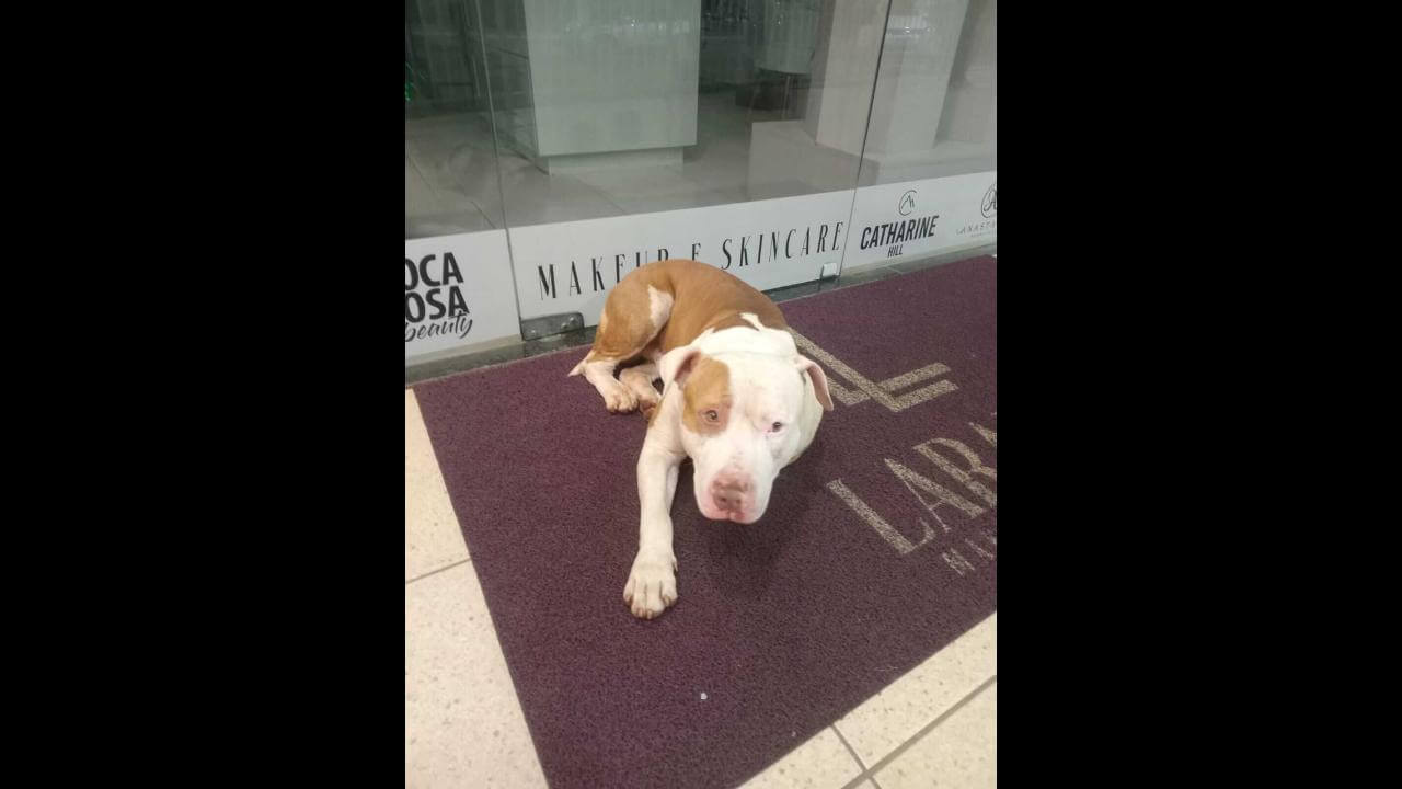 Cachorro é encontrado no bairro Centro