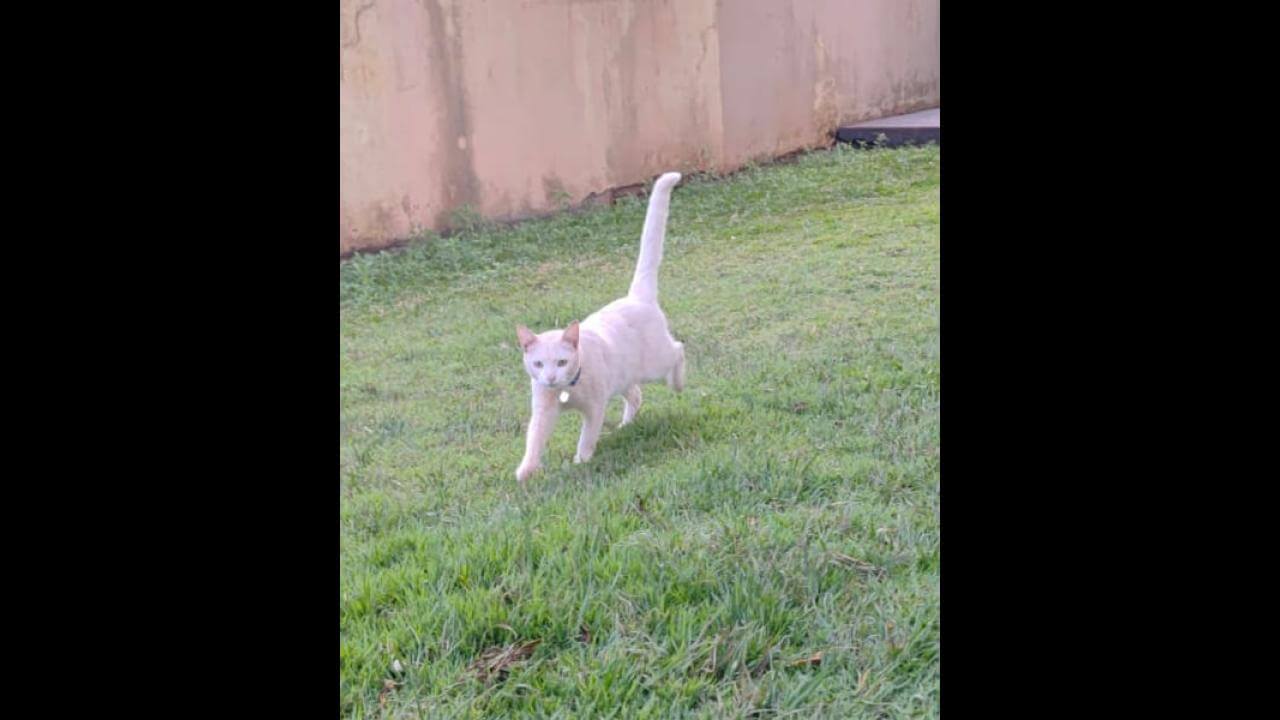 Gato Nino desapareceu no bairro Neva Gato Nino desapareceu no bairro Neva