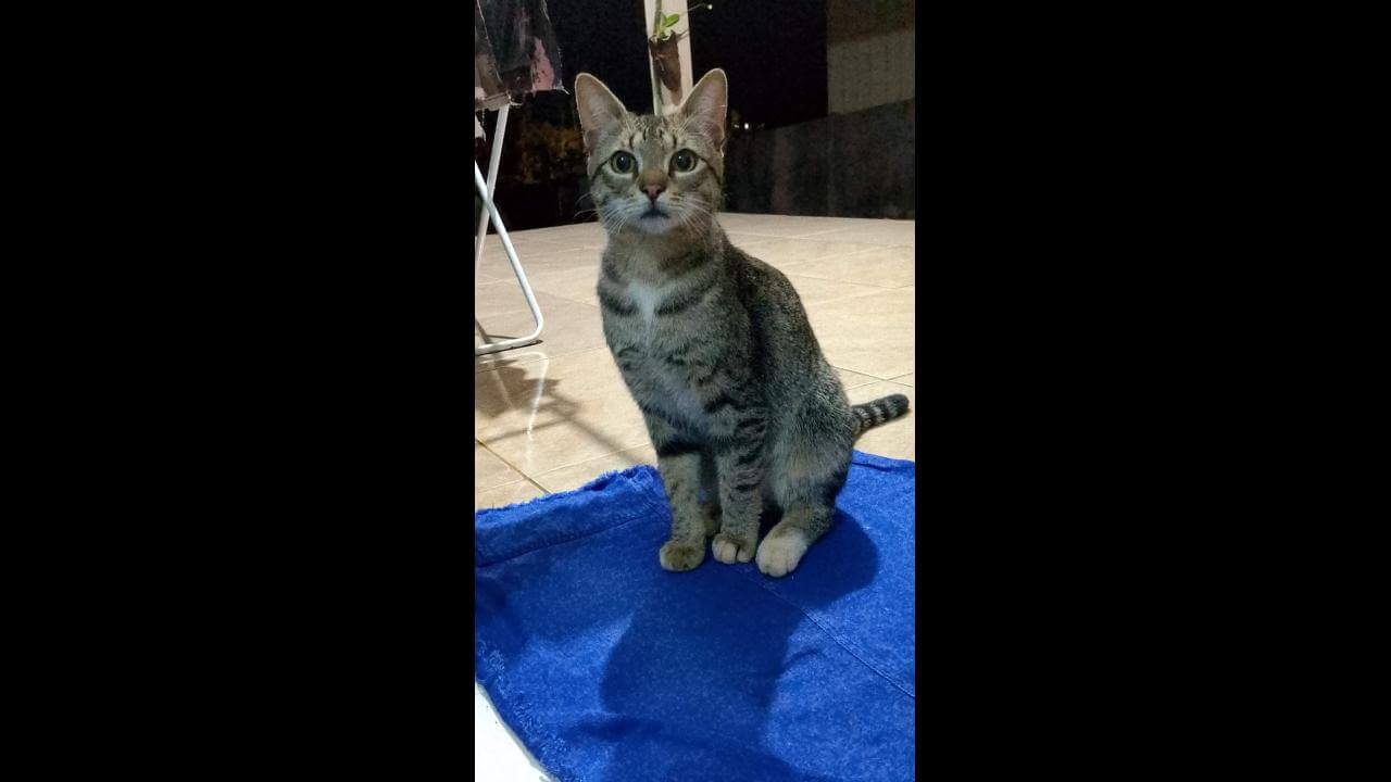Gato é encontrado no bairro Universitário Gato é encontrado no bairro Universitário