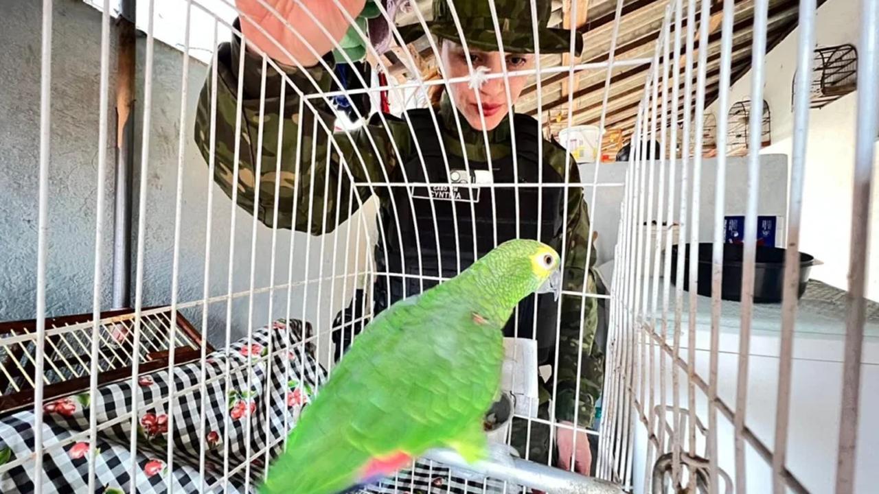 Homem é multado em R$ 4 mil por manter aves silvestres em cativeiro