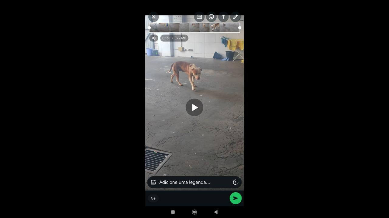 Cachorro é encontrado no bairro Pacaembu Cachorro é encontrado no bairro Pacaembu