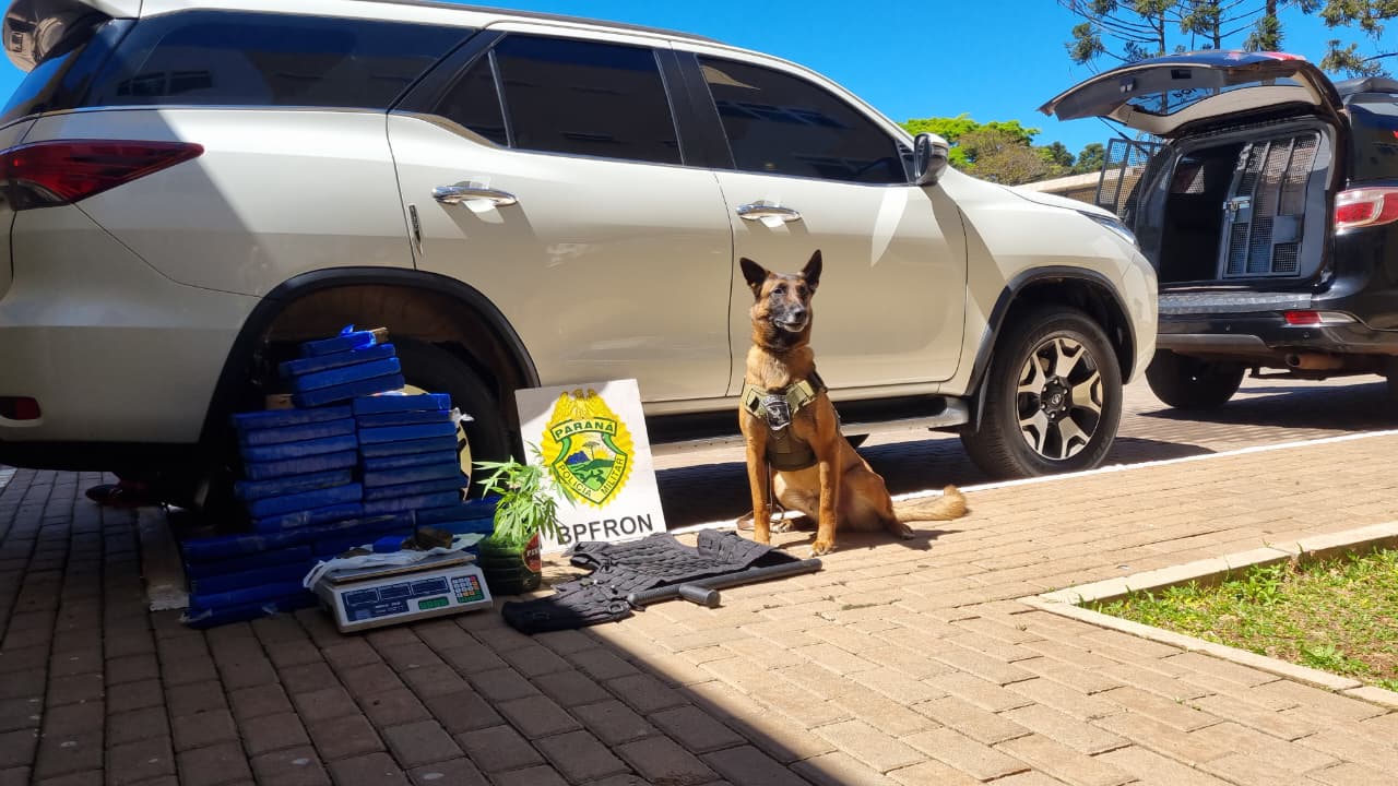 Cão farejador "Ollie" desmascara tráfico e BPFron apreende drogas e recupera Hilux furtada Cão farejador "Ollie" desmascara tráfico e BPFron apreende drogas e recupera Hilux furtada
