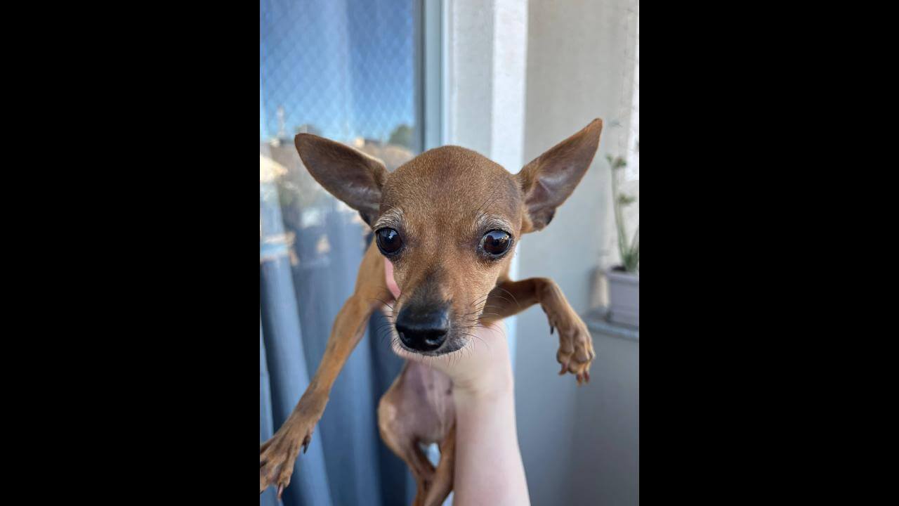 Cachorra é encontrada no bairro Santa Felicidade
