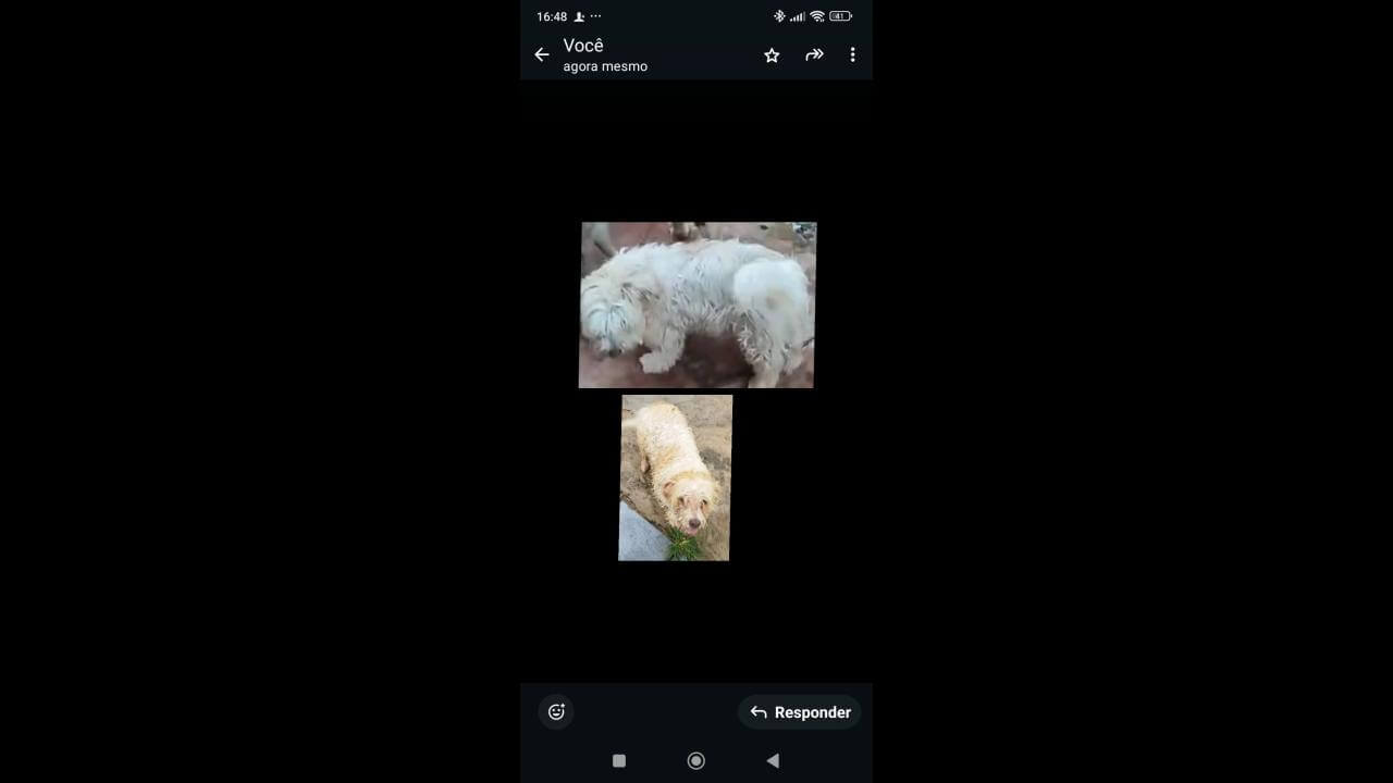 Cachorro Chumaço/Xuxu desapareceu no bairro Cancelli