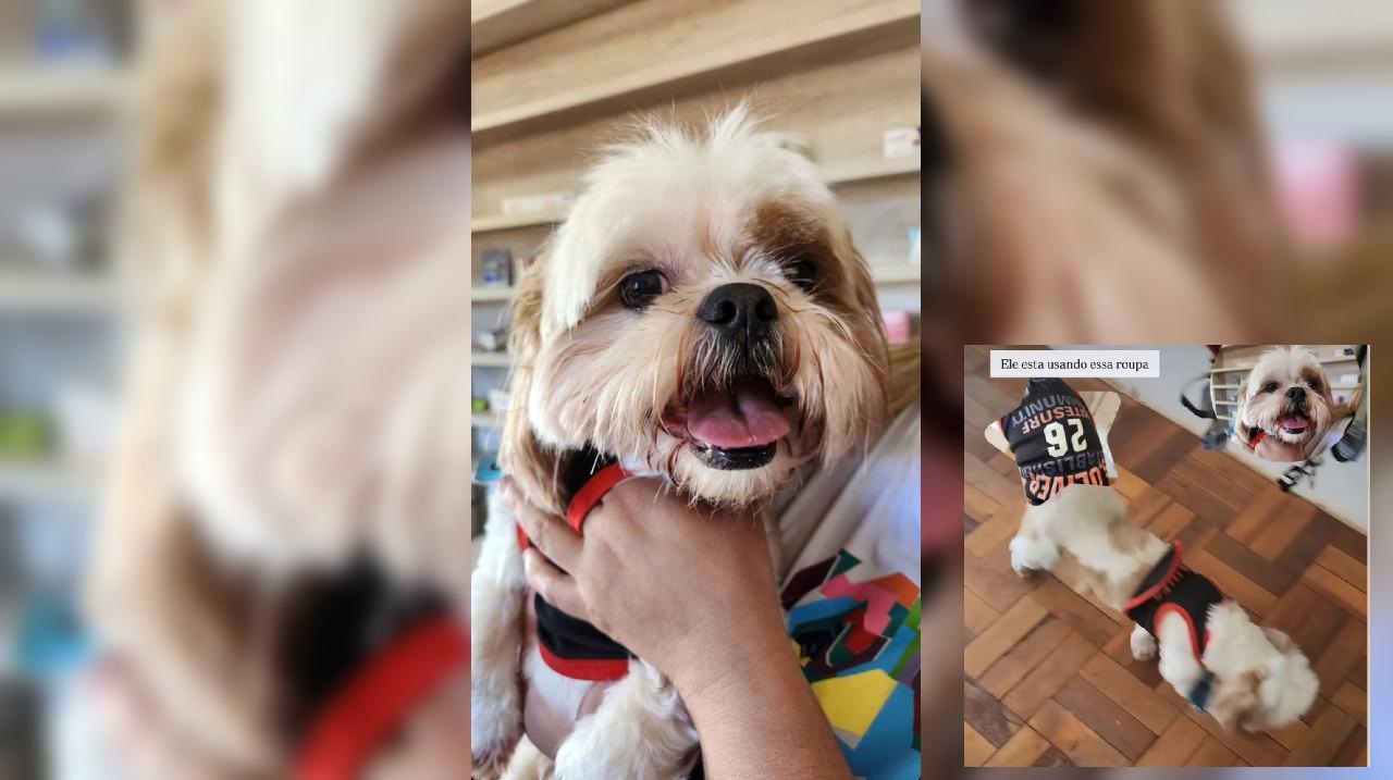 Cachorrinho foi localizado no Bairro Coqueiral