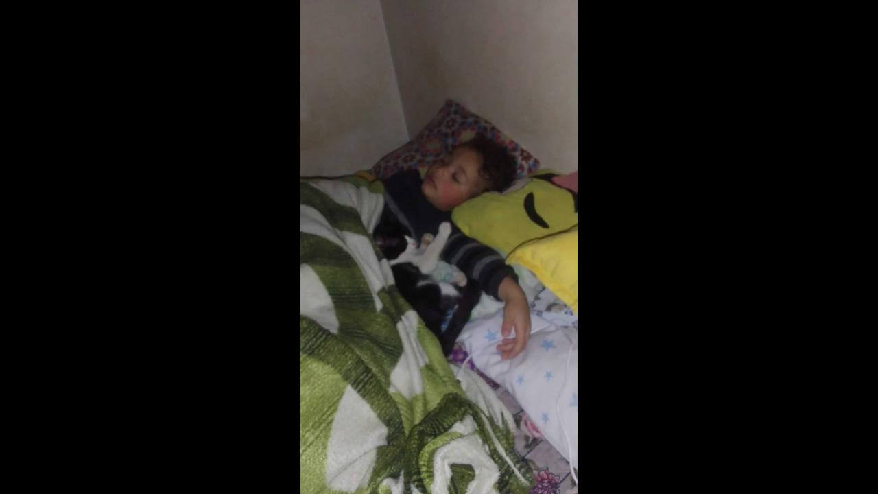 Gata Luna desapareceu no bairro Periolo