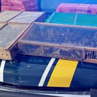 Imagem referente a Homem é preso com mais de 1 mil aves silvestres no RJ; 180 morreram