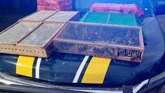 Homem é preso com mais de 1 mil aves silvestres no RJ; 180 morreram