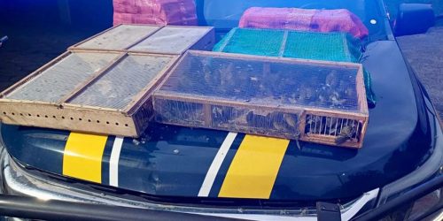 Imagem referente a Homem é preso com mais de 1 mil aves silvestres no RJ; 180 morreram