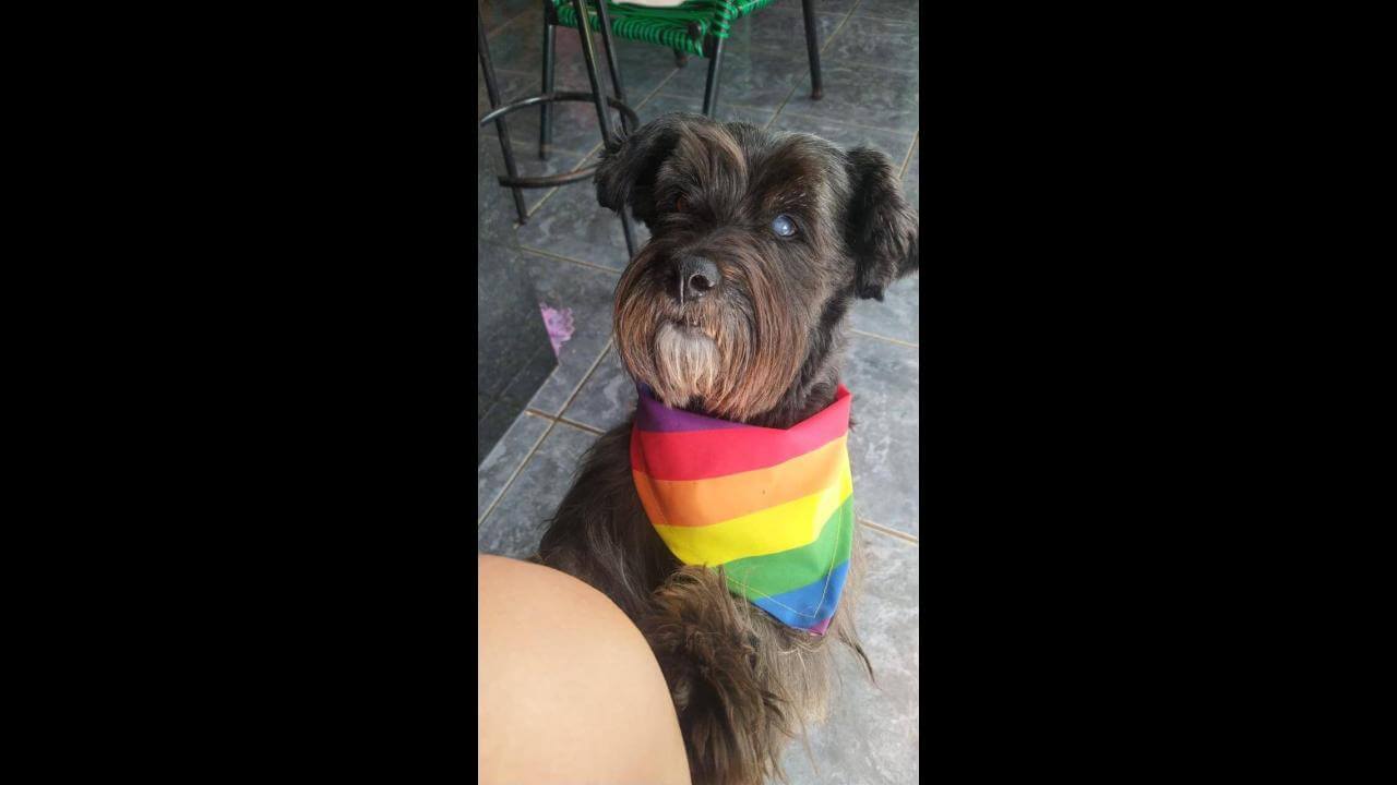 Cachorro Juca desapareceu no bairro Clarito