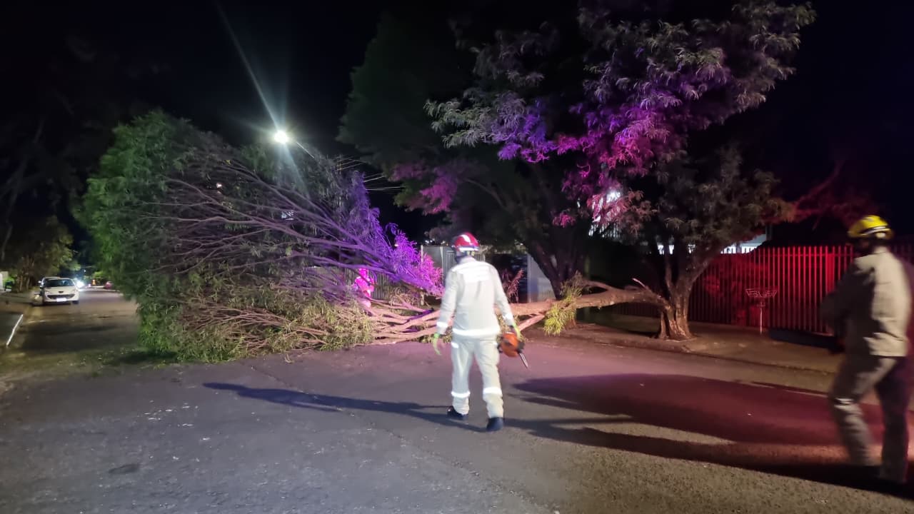 Árvore cai e interdita trecho da Rua José do Patrocínio, na Região do Lago
